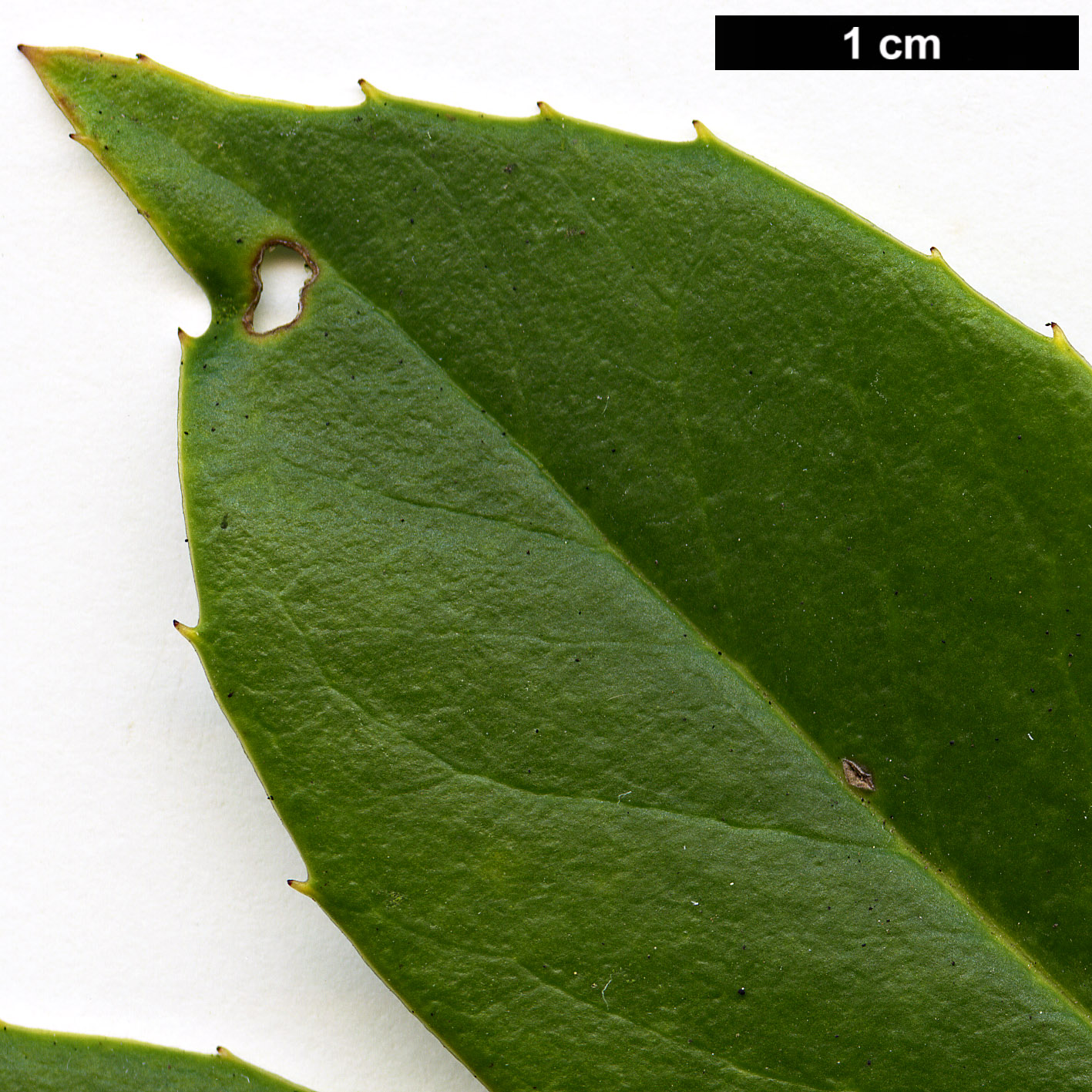 High resolution image: Family: Aquifoliaceae - Genus: Ilex - Taxon: fargesii - SpeciesSub: subsp. fargesii var. brevifolia